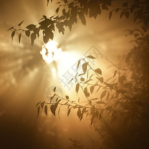 浓雾中树叶上的晨光图片