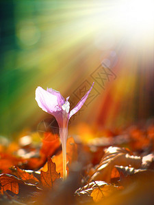 阳光下的野生紫色秋番红花图片