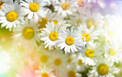 开花的雏菊背景与阳光图片