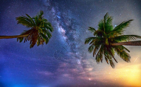 深夜风景与椰子棕榈树一道在美丽的夏夜天空里西尔胡埃特和银图片