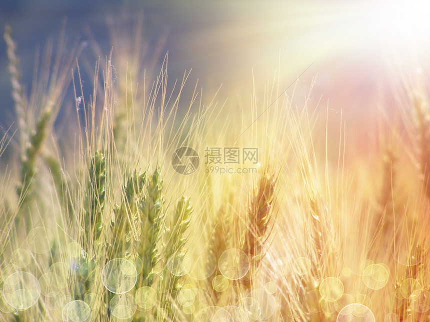 阳光下的麦穗图片