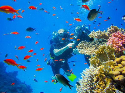 埃及红海沿岸的迷人航程在珊瑚礁潜水令人兴奋的休闲和健图片