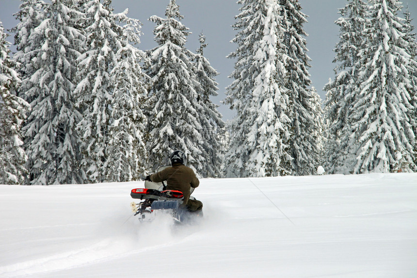 在巨大的松树间骑着雪地摩托的人图片
