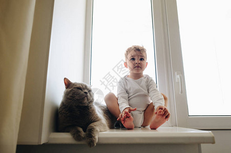 小可爱的孩子灰色的英国短发猫坐在窗台上图片
