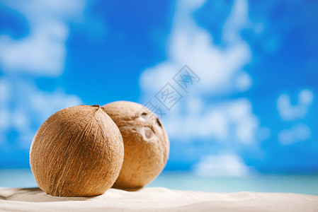 带海洋海滩和海景的椰子图片
