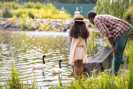 非洲裔美国孙女和祖父在公园湖边喂鹅的背影图片