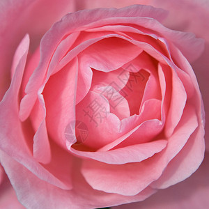 粉红玫瑰花宏图片