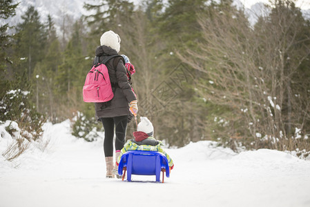 年轻的母亲在雪山松林的雪橇上拉着她蹒跚学步的孩子穿过冬天的雪图片
