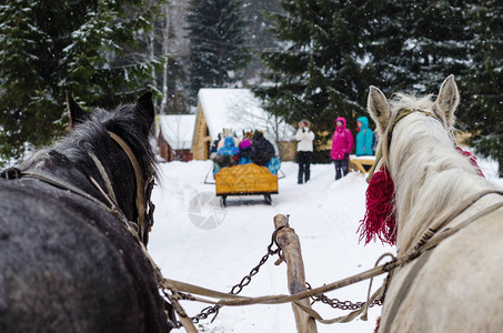 马被绑在雪橇上图片