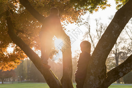 秋天在公园里爬树的小男孩站在树枝中间被夜晚的太图片