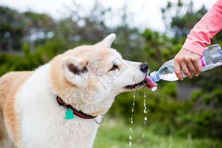 与狗在山上徒步旅行和喝水秋田犬从水瓶中喝水大自然中的旅行徒步旅行和图片
