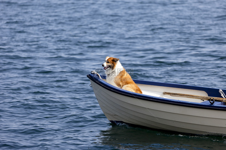 在小船前面的狗图片