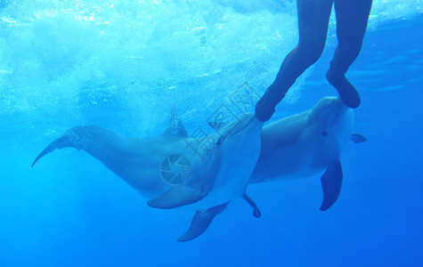 两只多芬因在水族馆里背景图片