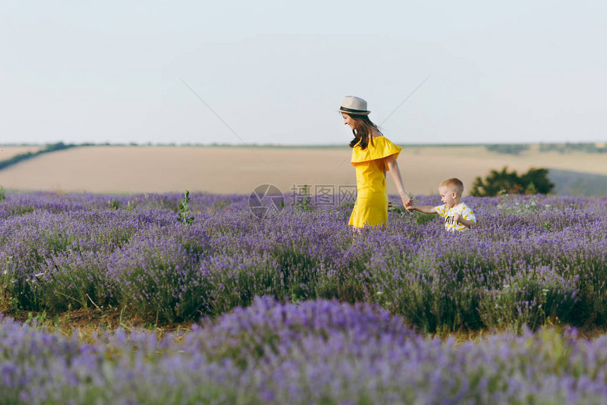 身穿黄色连衣裙的年轻女子走在紫色薰衣草花甸田地背景上图片