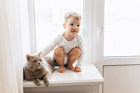 小可爱的孩子灰色的英国短头发猫坐在图片