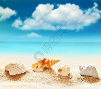 海边沙滩上的贝壳和海星图片