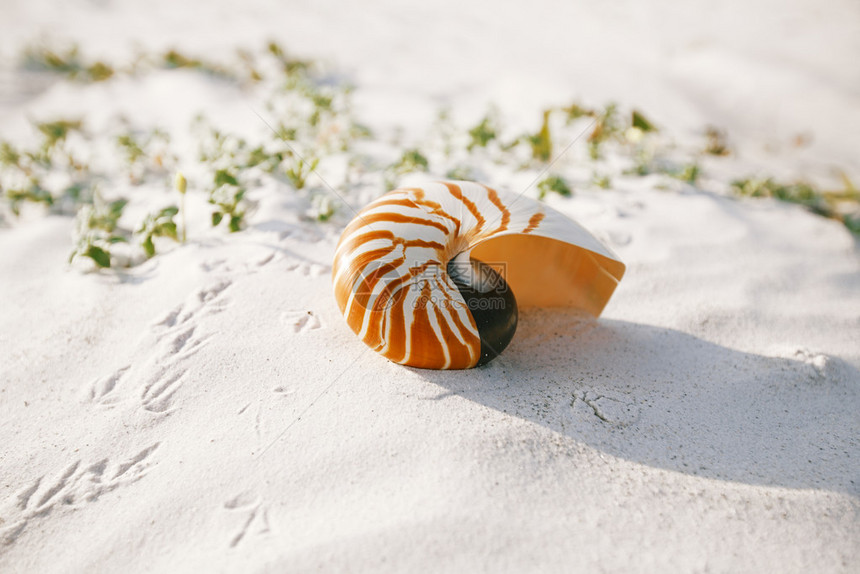 纳图卢斯贝壳在佛罗里达白色海滩沙上阳光照图片