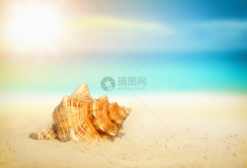 沙滩上的贝壳热带景观图片