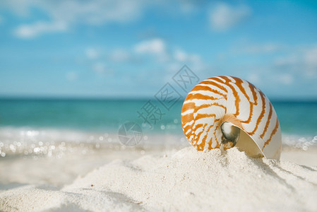白沙滩上的鹦鹉螺图片