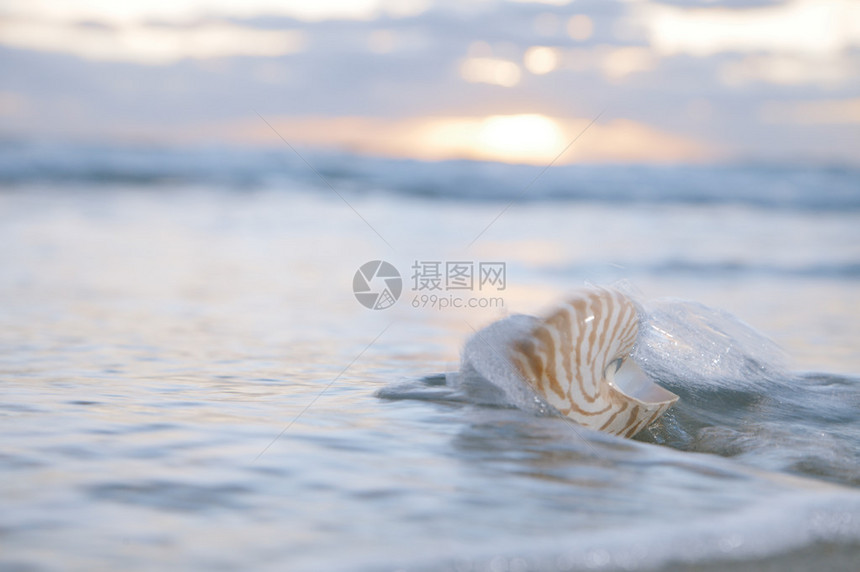 海浪和日出中的纳图卢斯贝壳图片