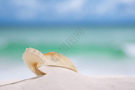 纳图卢斯纸壳在白沙滩上阳光下阳光照图片