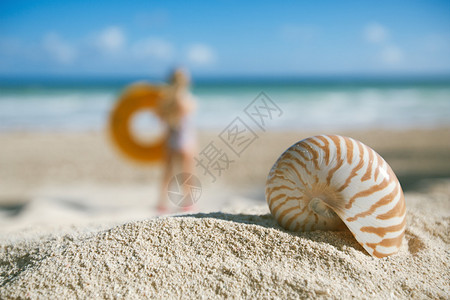 沙滩上的小纳图卢斯贝壳在蓝海对面浅图片