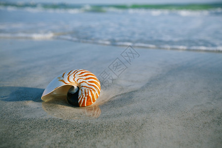 海里的鹦鹉螺壳图片