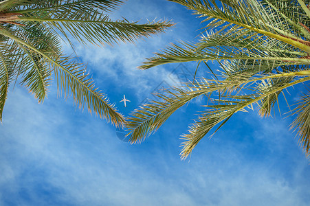 飞机在棕榈树的叶子之间的天空中图片