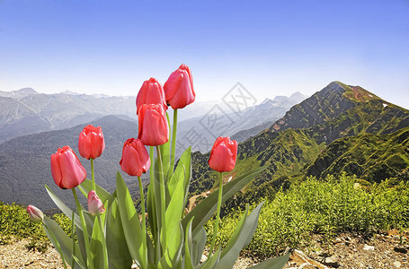 郁金香在山地上开花图片