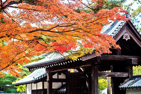日本红枫秋天日本京都的红叶树图片