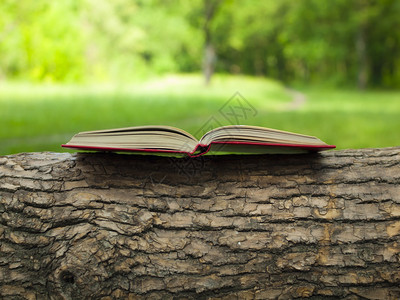 开着的旧书就在树枝上图片