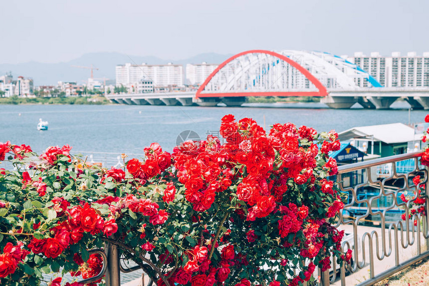韩国春川河边公园有红花的现图片
