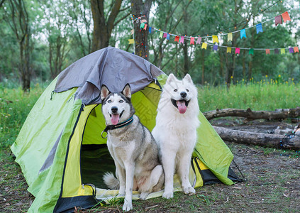 两只狗在晚上日落时坐在帐篷图片