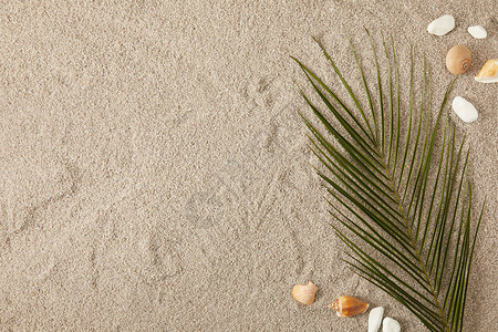绿棕榈叶的顶视图和沙子上排列的贝壳背景图片
