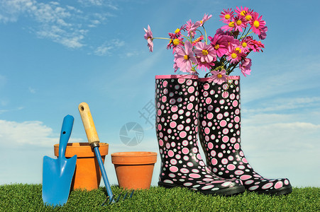 园艺概念与鲜花和惠灵顿靴子背景图片