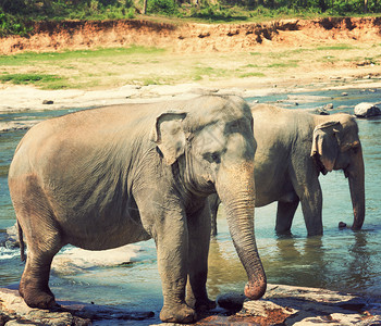 Pinnawala大象斯里兰卡河流长河野生动图片