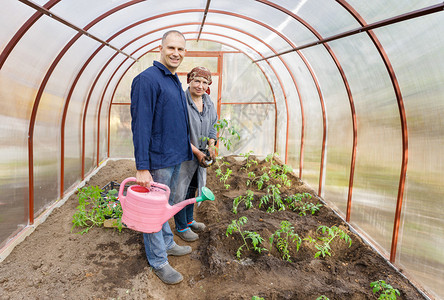 温室番茄植物苗中的男人和女人图片