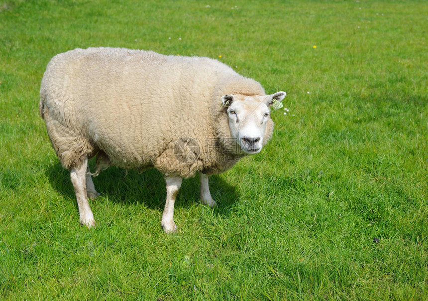 关于荷兰绿地的牛羊图片