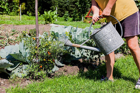 中年妇女在菜园里辛勤劳作园丁在后院给植物浇水种植和生产农作物有机和家图片