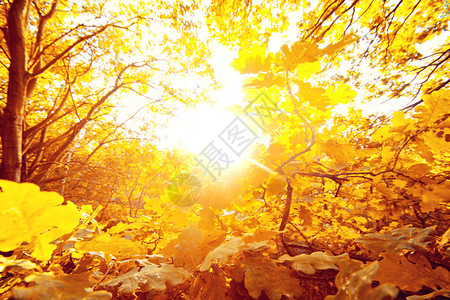 秋天森林秋天风景美丽的图片