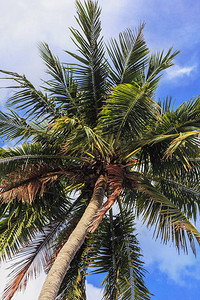 绿棕榈树和蓝天图片