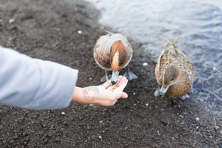 在湖边喂鸭子的女孩图片