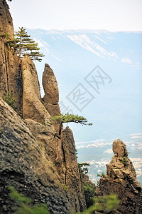 陡峭悬崖上的松树图片
