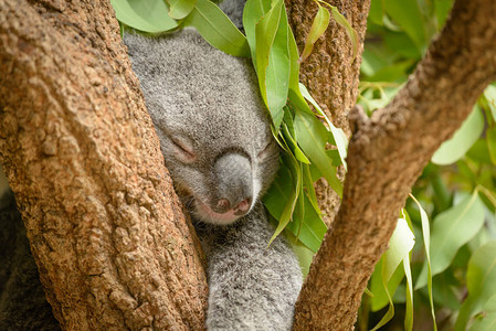 可爱的小考拉睡在树上图片