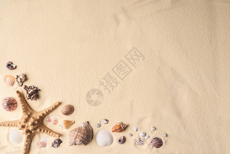 贝壳和海星在轻沙上接壤图片