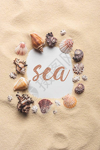 沙海滩上各种贝壳框架图片