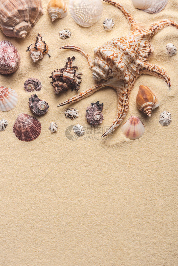 轻沙上美丽的贝壳和海星图片