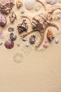 轻沙上美丽的贝壳和海星图片