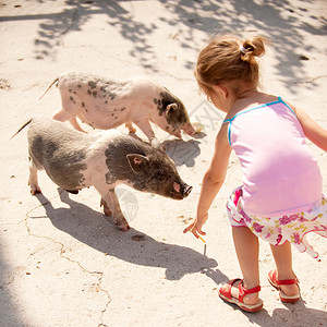 小女孩喂两只小猪图片