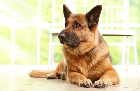 一边看一边躺在地上等待房主的德国Shelphard狗背景图片